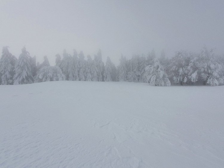 Les sapins en bord de route sur le plateau