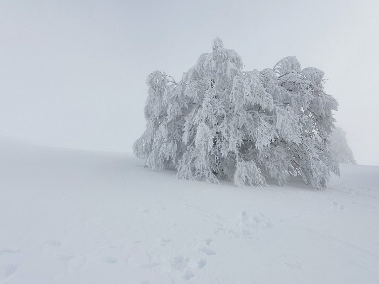 Dans le silence et le froid du Parc Naturel Régional d'Aubrac