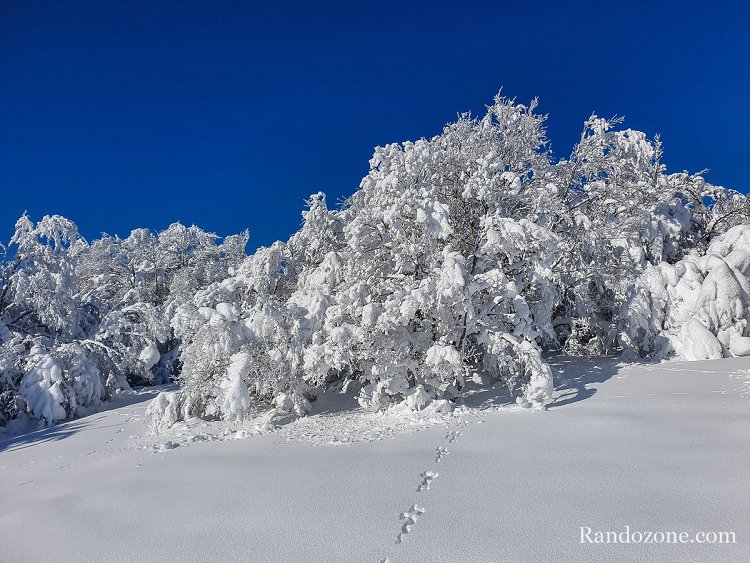 Il fait un grand soleil mais avec - 10 degrs la neige reste accroche aux arbres