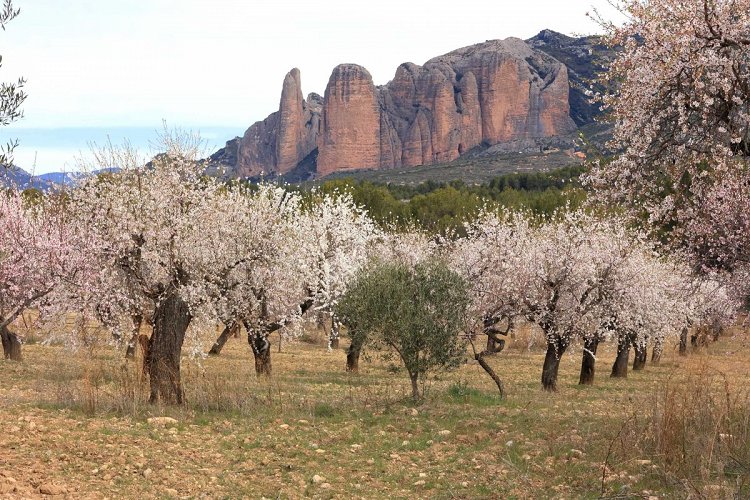 Les amandiers des Mallos de Riglos