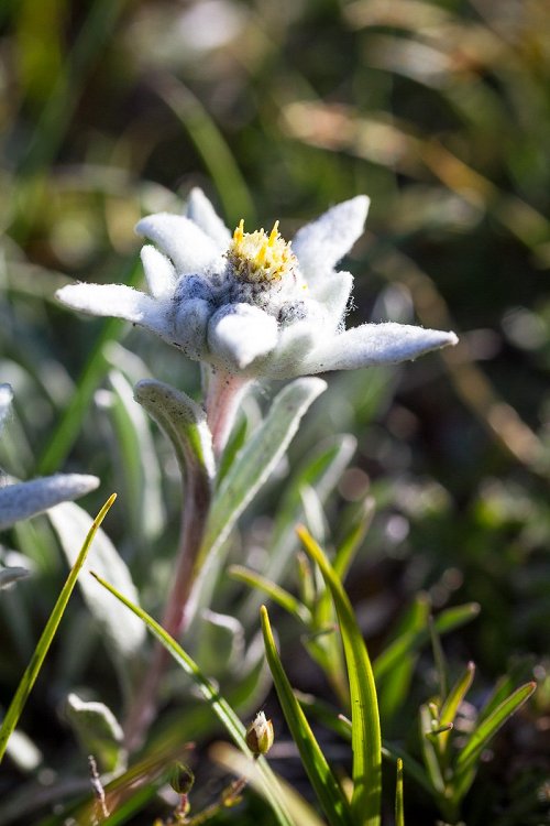 Edelweiss près du lac Noir dans les Alpes