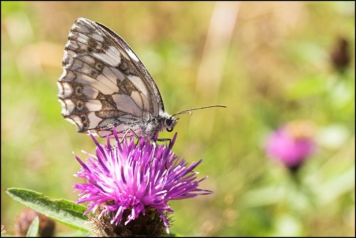 Papillon