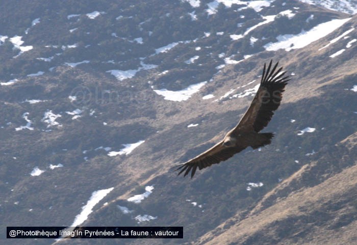 Vautour en vol