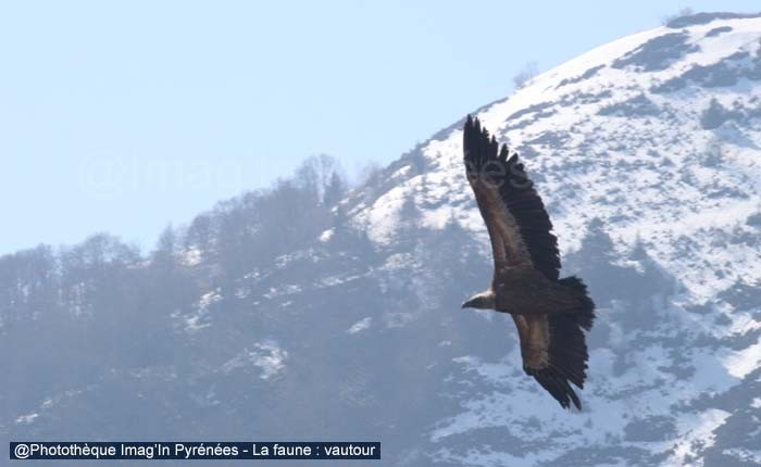 Vautour en vol