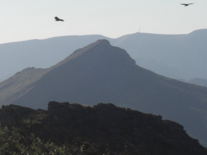Atxuria