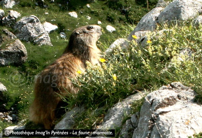 Marmotte