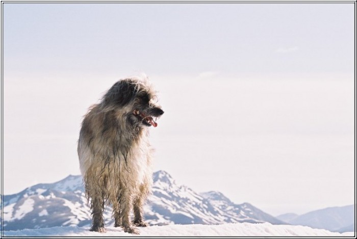 Voyou aux Gahus