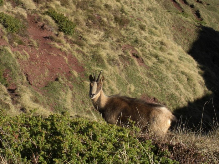 Isard au Cuchet de Garay