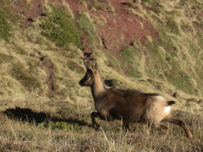 Isard au Cuchet de Garay
