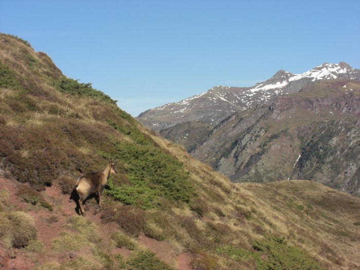 Isard au Cuchet de Garay