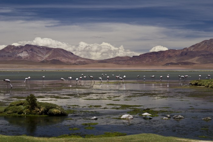 Salar de Tara