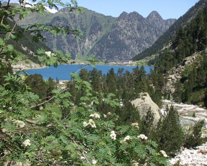 Sorbier au dessus du lac de Gaube