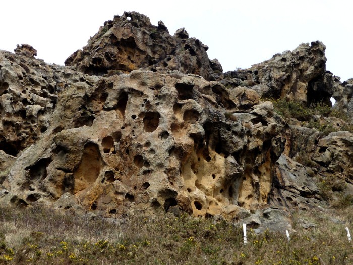 Taffonis grseuses