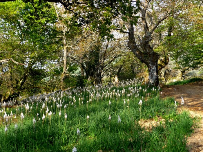 Bois fleuri