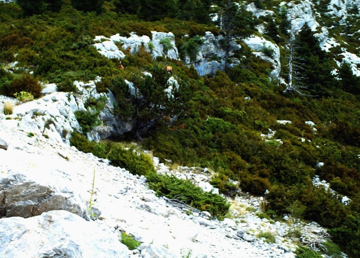 Isards sur Pedraforca