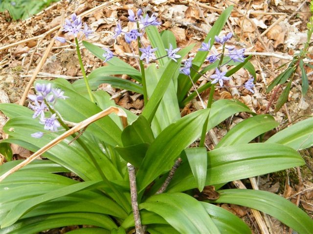 Fleur de montagne