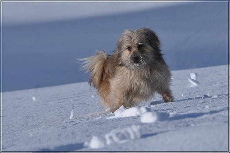 Chasse aux boules de neige