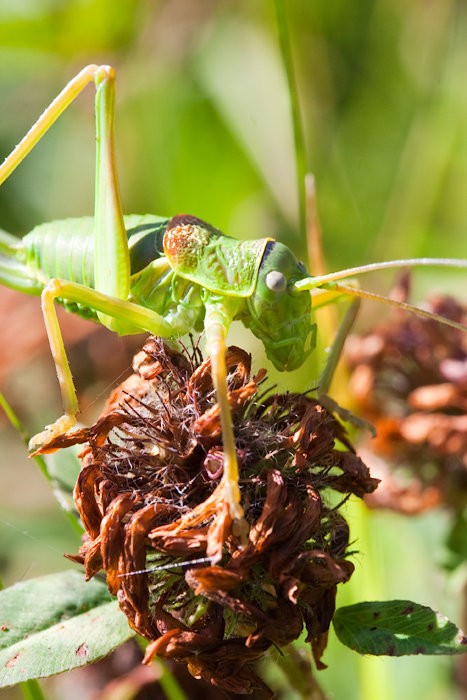 Macro 2009 - 2
