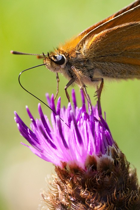 Macro 2009 - 3