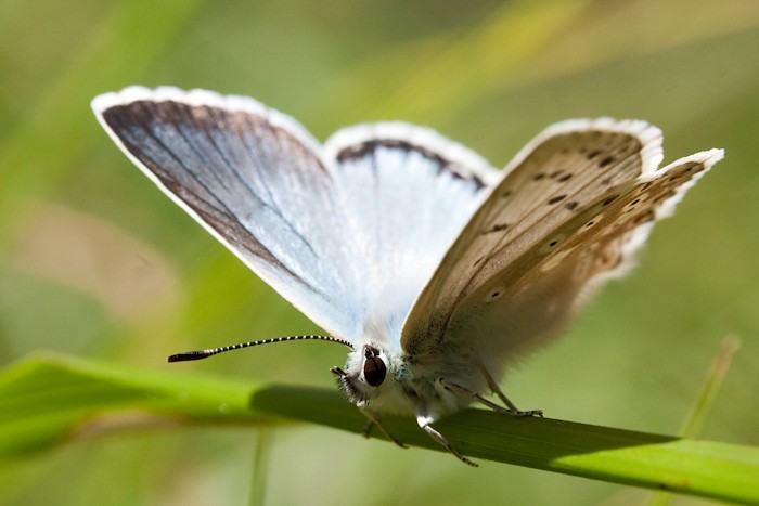 Macro 2009 - 4