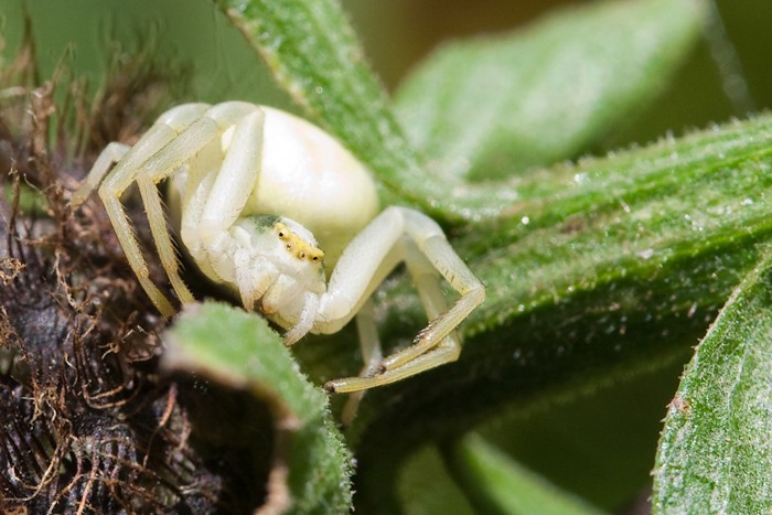 Macro 2009 - 5