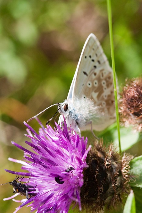 Macro 2009 - 6