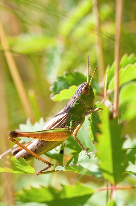 Macro 2009 - 9
