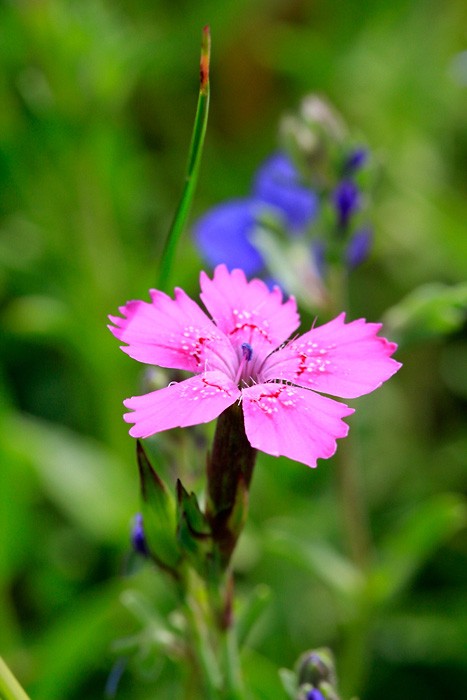 Macro 2010