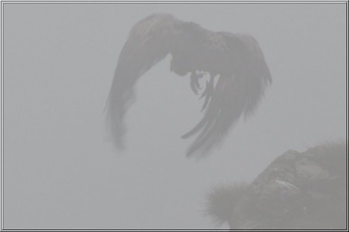 Vautour sur le sentier