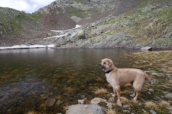 Voyou, notre guide pendant la montée Voyou, notre guide pendant la montée