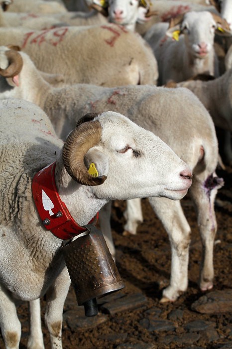 Moutons des Pyrnes