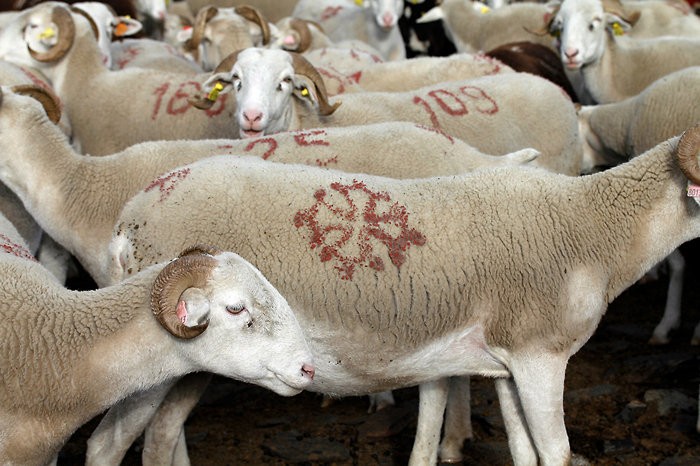 Moutons des Pyrnes