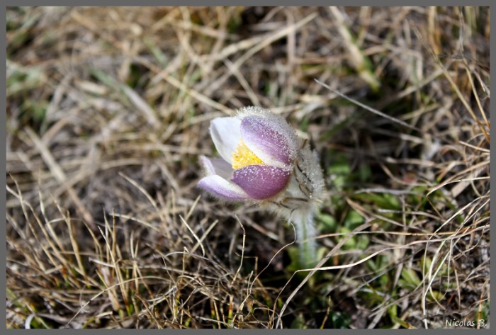 Anémone pulsatille Anémone pulsatille