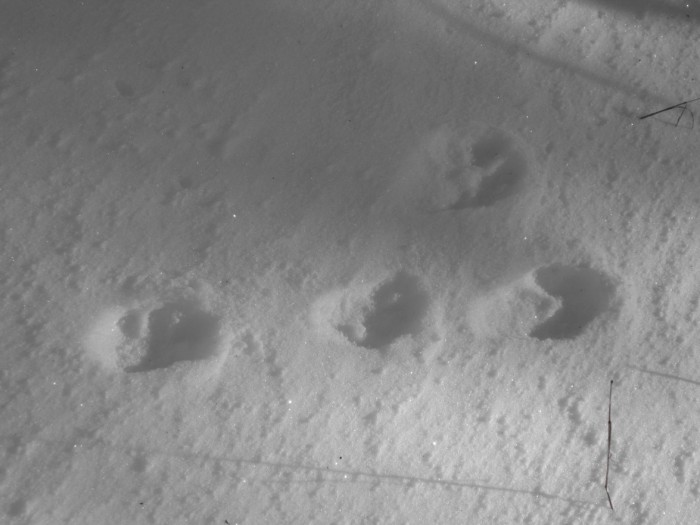 traces de lapin