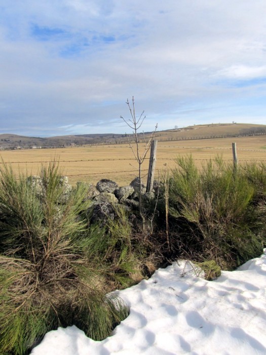 Randonnée plateau de l'Aubrac Randonnée plateau de l'Aubrac