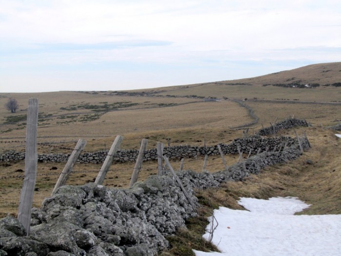 Sur l'Aubrac