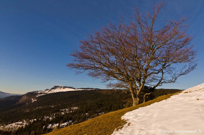 Plateau de Sornin