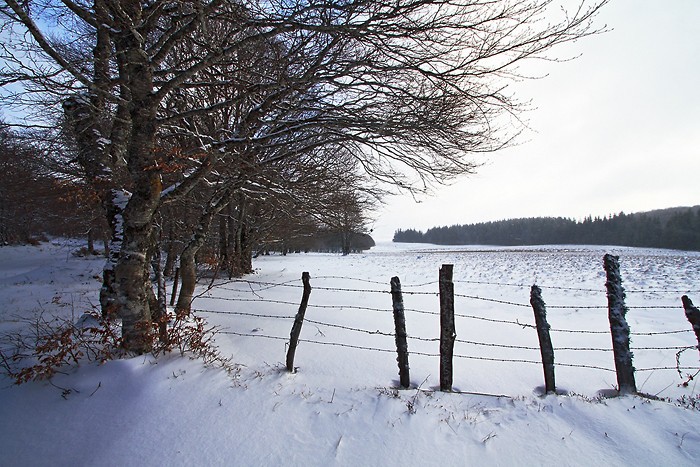 Neige sur le plateau de l'Aubrac