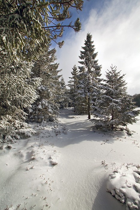 Aubrac sous la neige