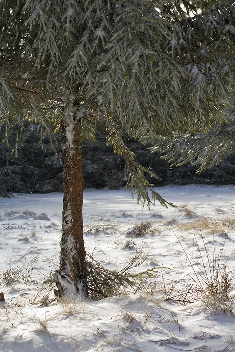 Arbre sur le plateau de l'Aubrac