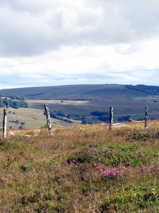 Randonne sur Aubrac