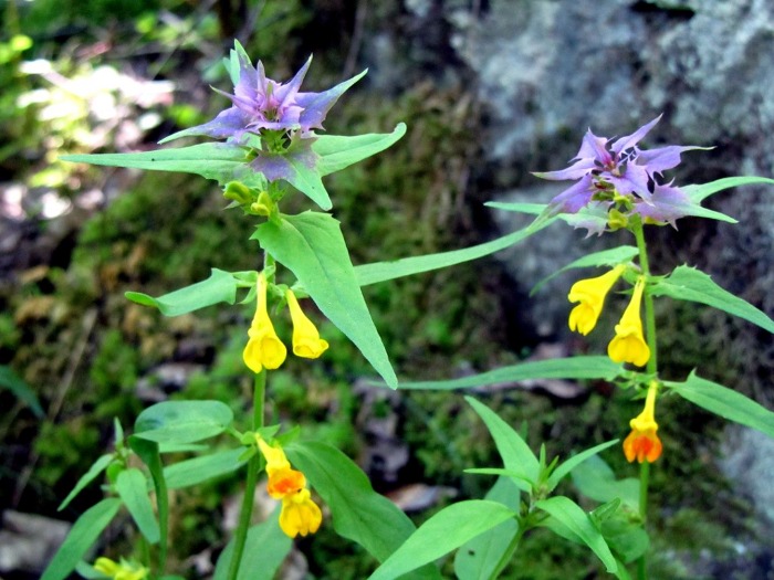 Fleurs dans le Massif des Ecrins, dans les Alpes. Rando au Lac du Lauvitel