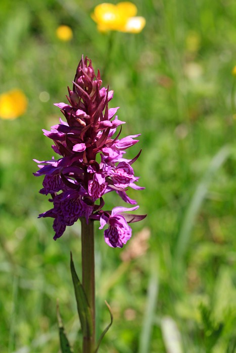 Orchis