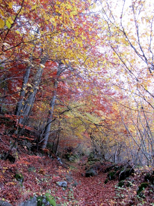 Randonne sur Aubrac 