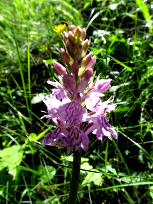 Fleur des Pyrnes Orchis