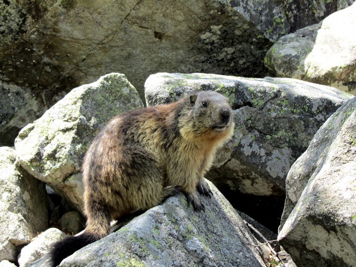 Marmotte en juin au Lac du Lauvitel en Isre
