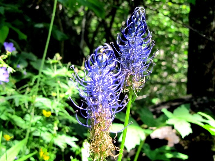 Fleurs Alpines lors de la randonnée dans le Parc des Ecrins dans les Alpes Fleurs Alpines lors de la randonnée dans le Parc des Ecrins dans les Alpes