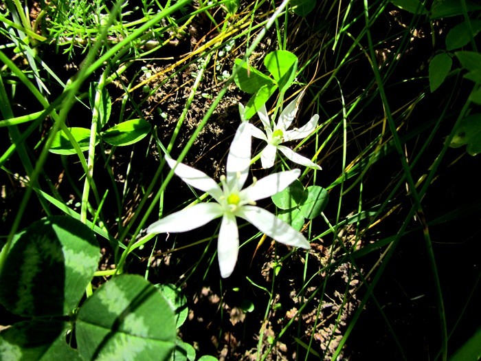 Fleur blanche des Alpes en juin, Lac Lauvitel