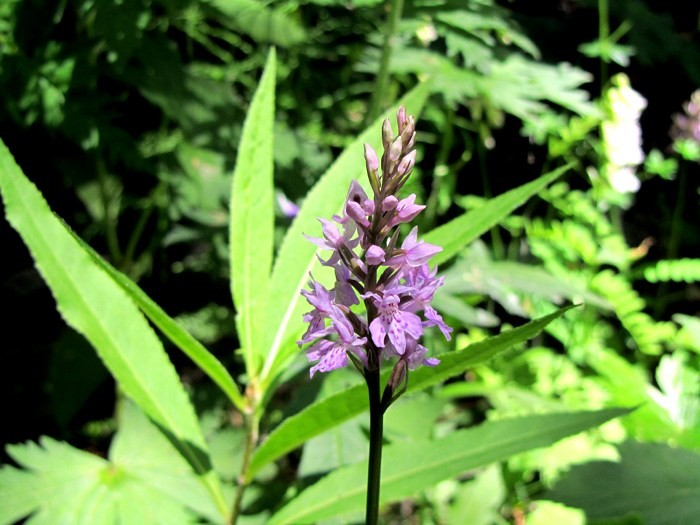 Fleur ramasse lors de la randonne au Lac du Lauvitel dans les Alpes