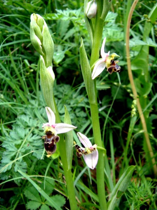 Ophrys becasse Orchidace terrestre europenne lors d'une randonne  Estaing en Aveyron